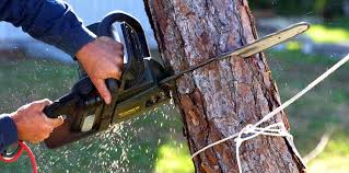 Best Tree Removal  in Enid, OK