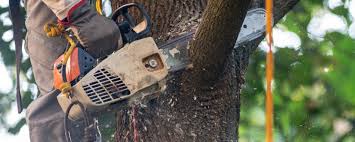 Best Tree Cabling and Bracing  in Enid, OK