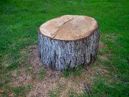 Best Tree Disease Treatment  in Enid, OK