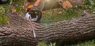  Enid, OK Tree Services Pros