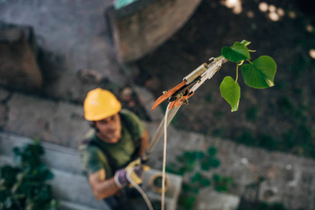 Best Tree Maintenance Programs  in Enid, OK