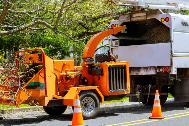 Best Arborist Consultation Services  in Enid, OK
