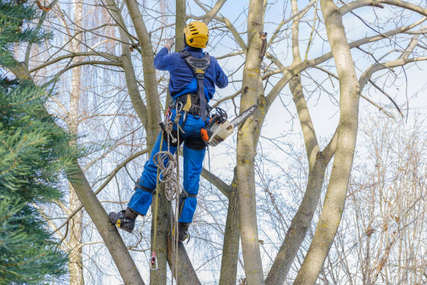 Best Leaf Removal  in Enid, OK