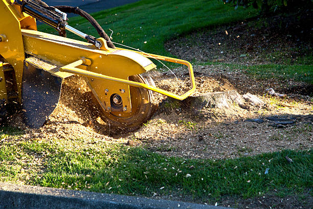 Lawn Pest Prevention in Enid, OK