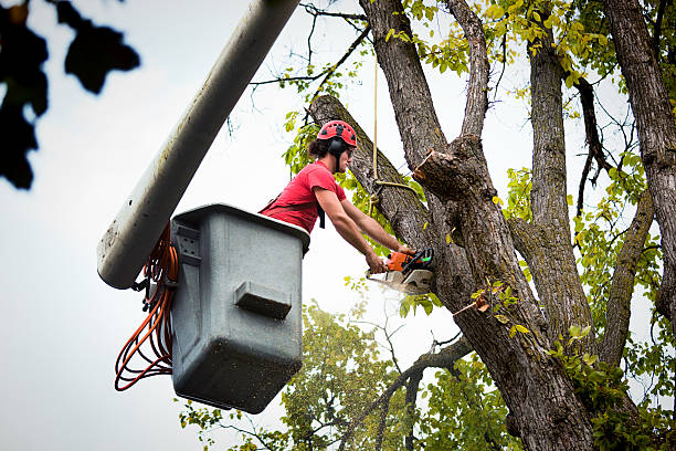 Best Tree Risk Assessment  in Enid, OK