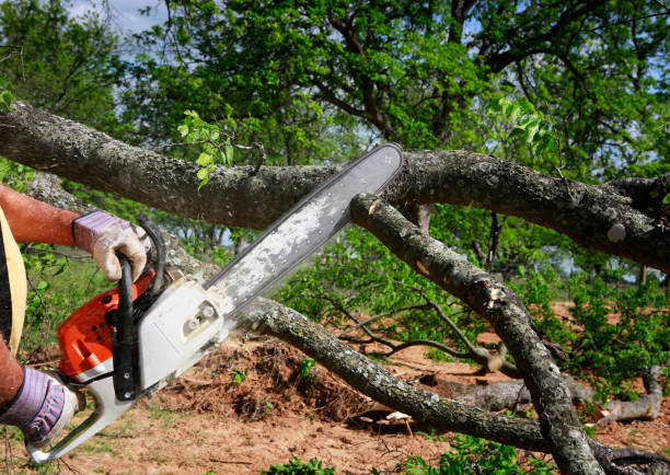 Professional Tree Services in Enid, OK